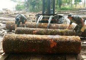 Toras e madeiras serradas de Pinheiro foram apreendidas em Palmeira