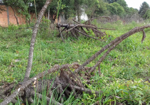 Polícia Ambiental registra cortes de Pinheiros na Colônia Francesa e Mandassaia