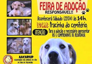 Feira de adoção de cães de rua em Palmeira