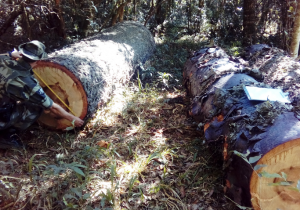 Ocorrências da Polícia Ambiental em Palmeira