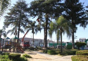 Praça passa por transformações para adequação ao Plano Municipal de Arborização