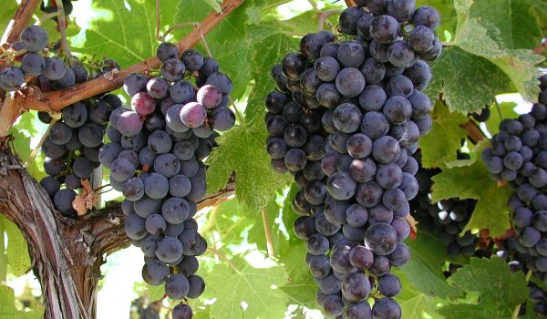 Produtores de uva do município podem participar de palestras com foco no cultivo da videira