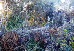 Polícia Ambiental localiza corte de sete Pinheiros Araucária