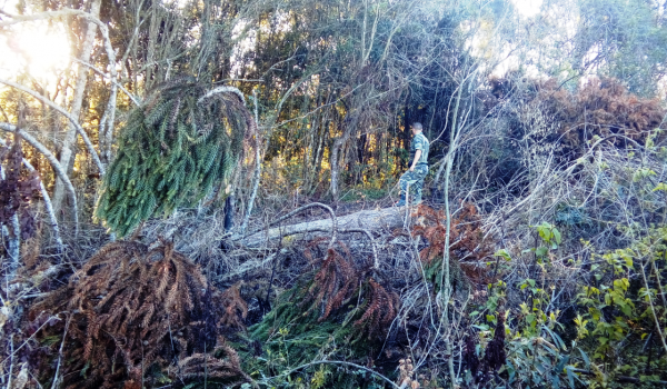 Polícia Ambiental localiza corte de sete Pinheiros Araucária