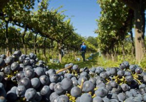 Produtores vão definir estratégias de comercialização da uva