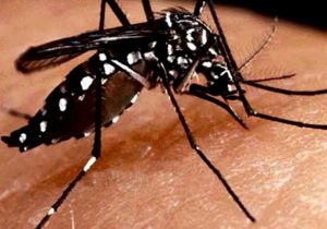 Cuidado intensificado com a dengue em época de chuvas e temperaturas elevadas