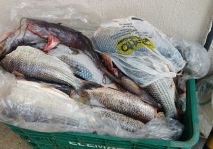 Polícia localiza mais de 20 quilos de peixe