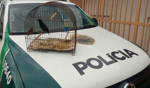 Polícia Ambiental registra ocorrências de pássaros silvestres em cativeiro e posse de arma de fogo em Palmeira