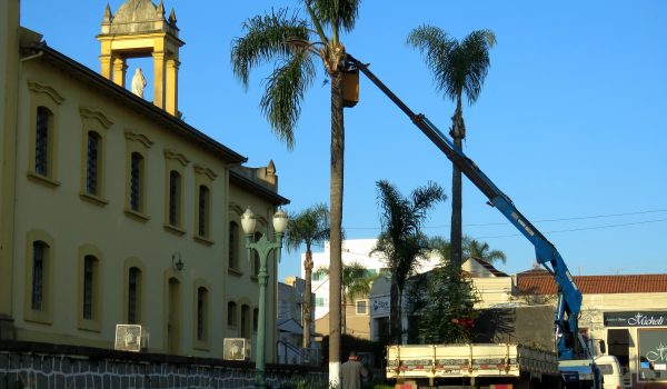 Prefeitura realiza poda de palmeiras em todo área urbana