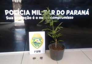 Após denúncia, PM localiza planta de maconha no Rocio II