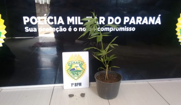 Após denúncia, PM localiza planta de maconha no Rocio II