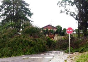 Queda de árvores deixa Porto Amazonas sem energia elétrica