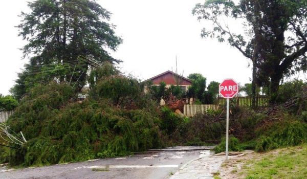 Queda de árvores deixa Porto Amazonas sem energia elétrica