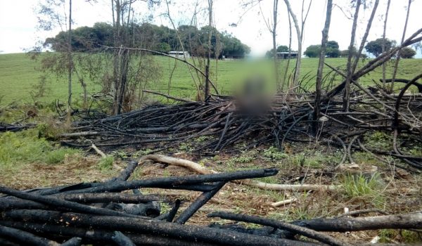 Corte de pinheiros em área de preservação permanente termina com multa de R$ 30 mil