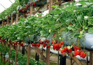 Secretaria de Agricultura em parceria com Sindicato dos Trabalhadores Rurais oferta mudas de morango para venda