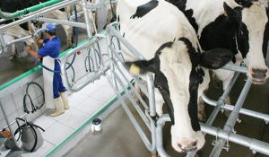 Valor da produção pecuária de origem animal de Palmeira cresce 249% em 17 anos