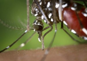 Paraná enfrenta a pior situação com a dengue desde 2016