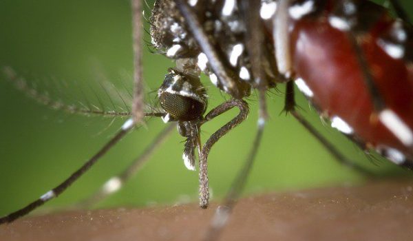 Paraná enfrenta a pior situação com a dengue desde 2016