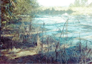 Polícia Ambiental notifica empresa em Palmeira por poluição