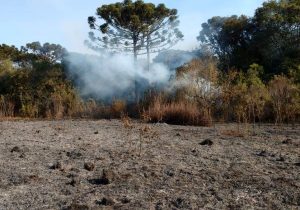 Polícia Ambiental deve aplicar multa de pelo menos R$ 49 mil por incêndio florestal no interior de Palmeira