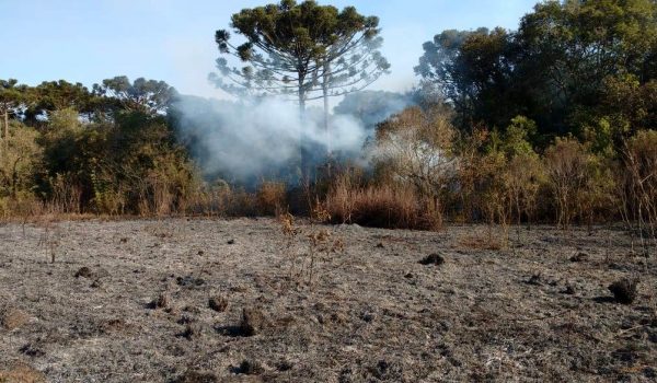 Polícia Ambiental deve aplicar multa de pelo menos R$ 49 mil por incêndio florestal no interior de Palmeira