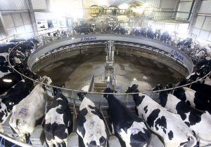 IBGE confirma Paraná como o segundo maior produtor de leite do Brasil