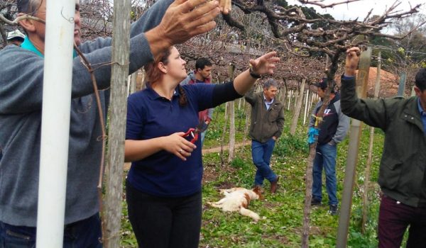 Pesquisadores e técnicos se reúnem em Palmeira para debater viticultura no Paraná