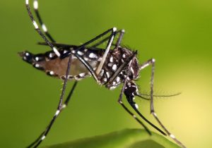 Saúde reforça pedido de cuidados com a dengue