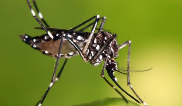 Saúde reforça pedido de cuidados com a dengue