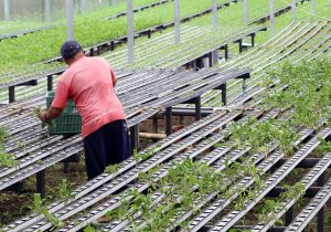 Produtores rurais sem comercialização por dois anos devem atualizar cadastro até segunda (14)