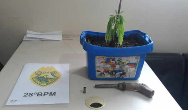 Através de denúncia anônima, Polícia localiza planta de maconha no Rocio II