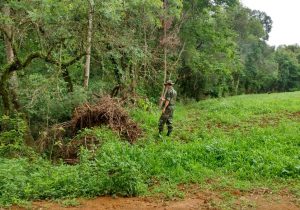 Polícia Ambiental localiza destoca irregular em Palmeira