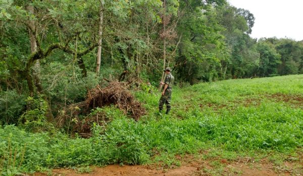 Polícia Ambiental localiza destoca irregular em Palmeira