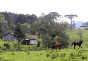 IAP orienta proprietários a acompanhar Cadastro Ambiental Rural