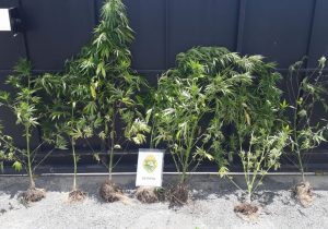 Polícia Militar apreende plantas de maconha em Witmarsum