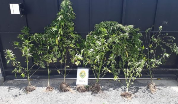 Polícia Militar apreende plantas de maconha em Witmarsum