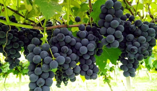 Vinícola Wendler comercializará uvas e derivados neste sábado em Palmeira