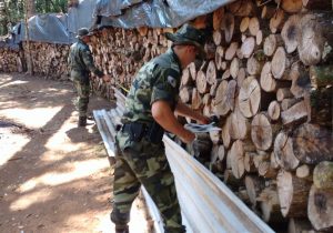 Polícia Ambiental registra destruição de vegetação nativa e armazenamento de lenha nativa sem autorização ambiental