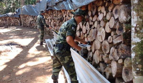 Polícia Ambiental registra destruição de vegetação nativa e armazenamento de lenha nativa sem autorização ambiental