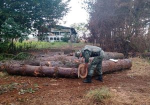 Polícia Ambiental localiza toras de pinheiro  cortado ilegalmente em Porto Amazonas