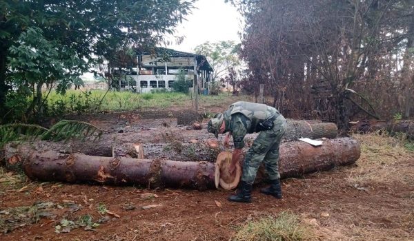 Polícia Ambiental localiza toras de pinheiro  cortado ilegalmente em Porto Amazonas