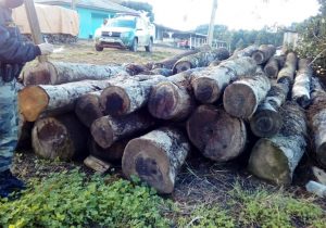 Polícia Ambiental atende denúncia de corte irregular de árvores ameaçadas de extinção