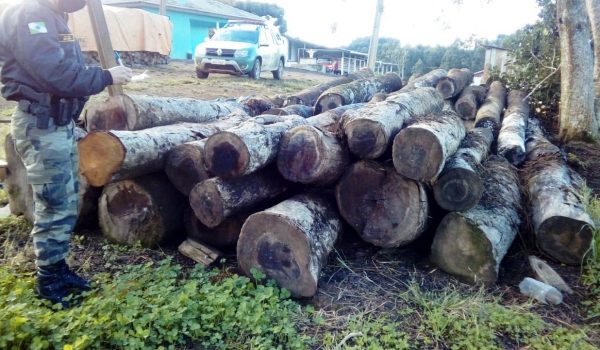 Polícia Ambiental atende denúncia de corte irregular de árvores ameaçadas de extinção
