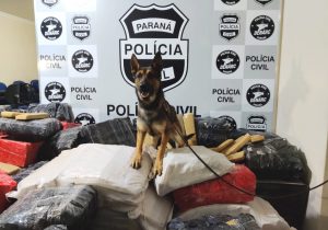 Polícia Civil apreende 19% mais maconha em 2020