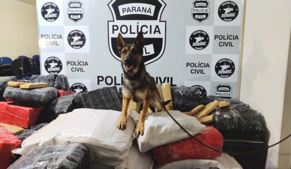 Polícia Civil apreende 19% mais maconha em 2020