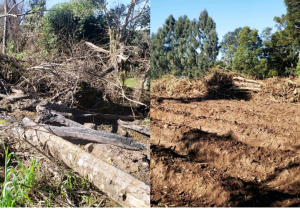 Polícia Ambiental atende duas denúncias em Palmeira