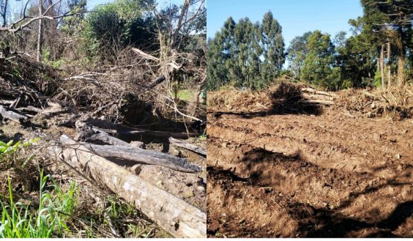 Polícia Ambiental atende duas denúncias em Palmeira