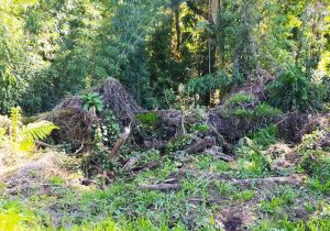 Polícia Ambiental atende denúncia em Porto Amazonas