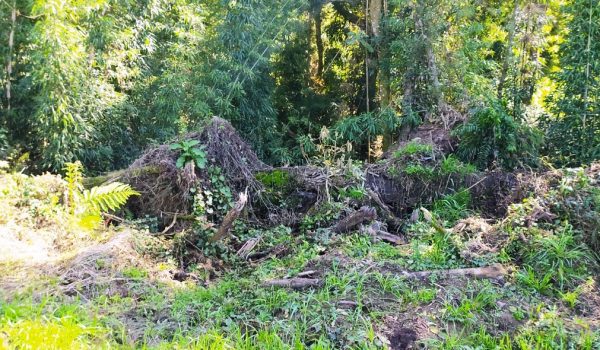 Polícia Ambiental atende denúncia em Porto Amazonas