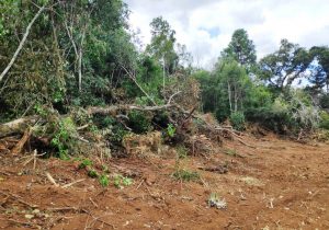 Polícia Ambiental registra destruição de vegetação nativa em Palmeira